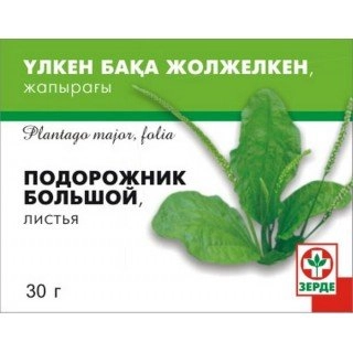 Подорожник большой Зерде