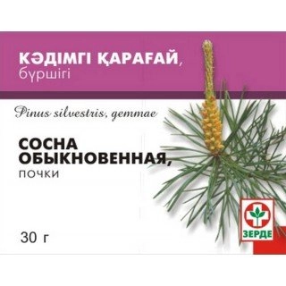Сосны почки